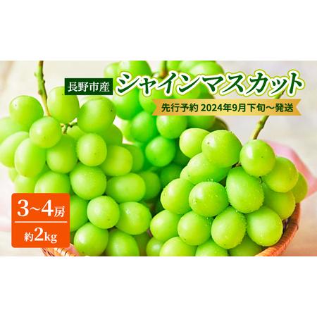 ふるさと納税 ぶどう 先行予約 長野市産 シャインマスカット3〜4房 約2kg 朝採り 葡萄 ブドウ フルーツ 果物 シャイン マスカット デザート おや.. 長野県長野市