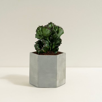 春峰│泥作系列│福所栽