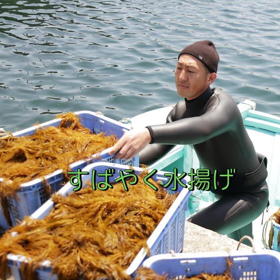 魚介類 海藻 新物あかもく 送料無料 80ｇ×40個  玄界灘産 ねばねば 産地直送