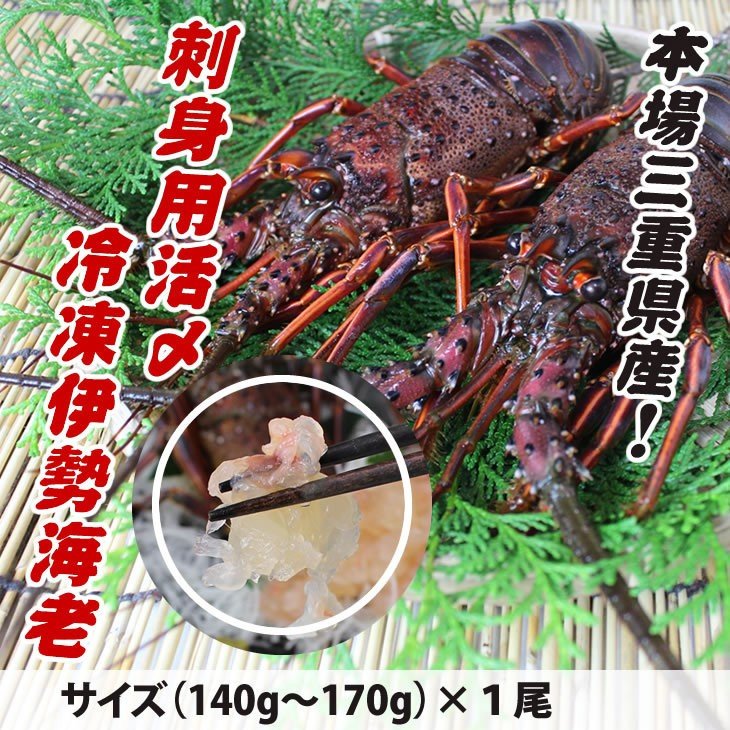 刺身用伊勢海老　活〆　140ｇ～170ｇ　１尾　小サイズ　[凍眠冷凍伊勢海老]