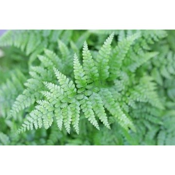 苔鑽🍀兔腳蕨/高約3～20公分/裸根寄送/蕨類植物/蕨類小品/療癒/觀葉植物/上板植物/居家飾品/盆栽/造景/空氣清淨
