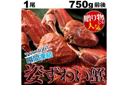 特大ボイルズワイ蟹姿　750ｇ ※着日指定不可◇