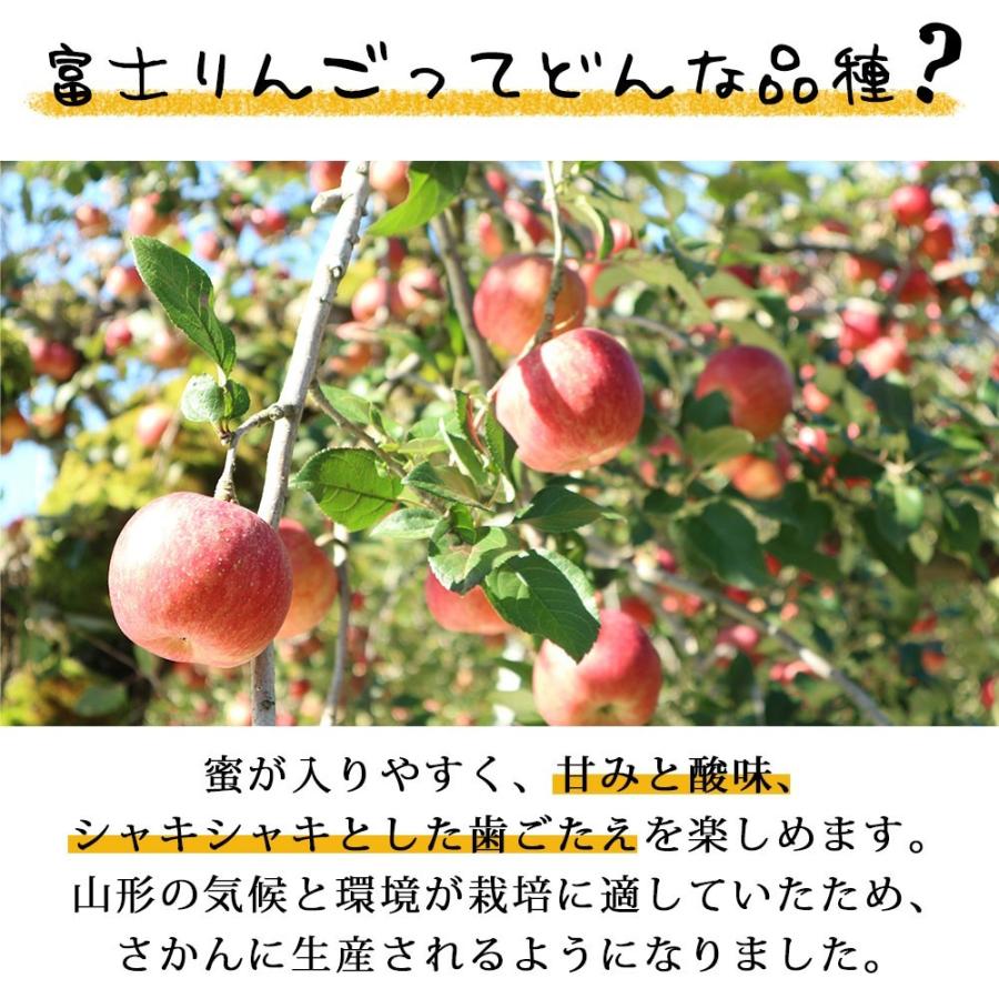 フルーツ りんご 3kg 約12玉 ふじりんご お徳用 12月発送予定 山形県産 送料無料 蜜入り