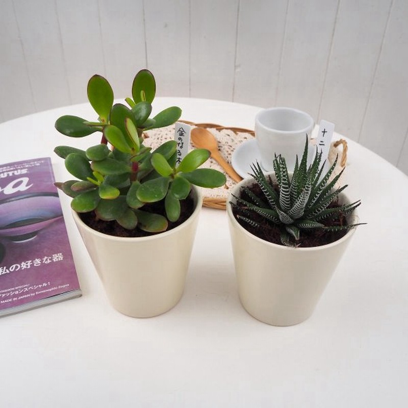 観葉植物２鉢セット 十二の巻 金のなる木セット 多肉植物 4号サイズ 陶器鉢 インテリアグリーン おしゃれ 室内 育てやすい 通販 Lineポイント最大0 5 Get Lineショッピング
