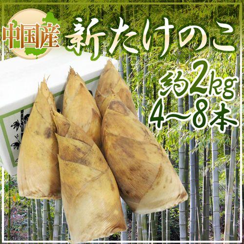 中国産 ”新たけのこ” 4〜8本 約2kg 化粧箱入り