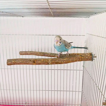 鳥站架 實木花椒木文鳥珍珠鳥畫眉杠鸚鵡站棍虎皮牡丹玄鳳八哥站架磨爪棒 【CM637】