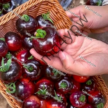 台灣 現貨 黑珍珠櫻桃番茄（100粒）四季高產 水果蔬菜種子 黑色小西紅柿 生吃太脆多汁好吃農家 自種小番茄 香甜爆汁