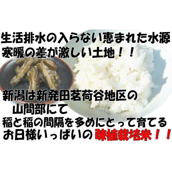 訳あり 新潟県産 中米 コシヒカリ 10kg 従来コシヒカリ 令和5年産