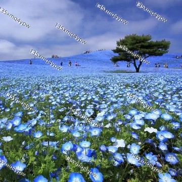 現貨🌱【粉蝶花種子】 四季 喜林草種子藍雪花種子 盆栽花卉 藍斑星點　(種子) 四季播種 四季開花不斷 庭院陽台室內盆栽