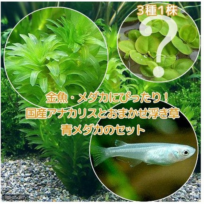 めだか 水草 メダカ 金魚藻 国産 アナカリス 無農薬 ５本 おまかせ浮き草３種 青メダカ ６匹 北海道航空便要保温 通販 Lineポイント最大0 5 Get Lineショッピング