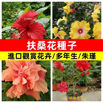 🌸扶桑花種子 多款重辦佛桑朱瑾花種子扶桑樹種子朱瑾牡丹花種子室內陽台盆栽觀賞花卉種子四季大花多年生