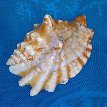 天然海螺貝殼紫秀鳳凰螺 水族魚缸造景 家居擺件櫥窗設計拍照裝飾