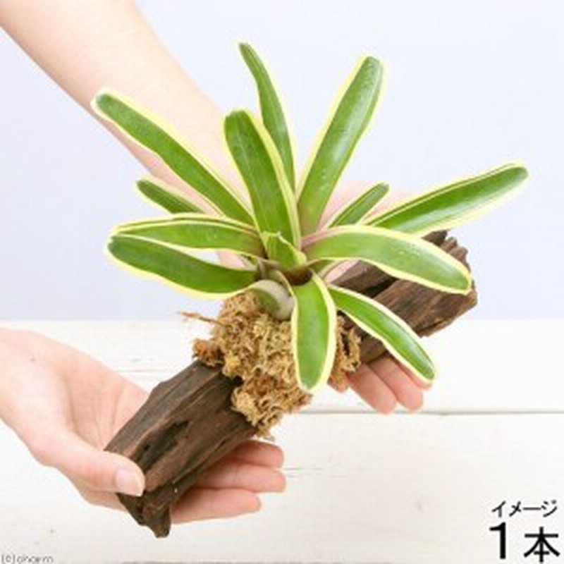 観葉植物 テラリウム向け ネオレゲリア 流木付 大 約２５ｃｍ １本 ブロメリア 通販 Lineポイント最大1 0 Get Lineショッピング