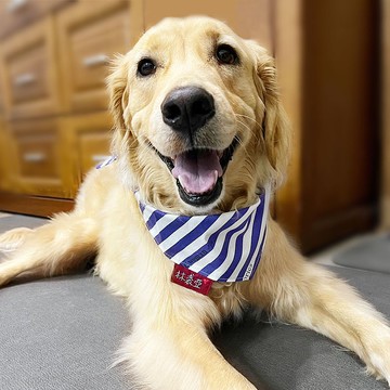 狗狗專屬名領巾-客製化(大型犬)- 海軍藍紋