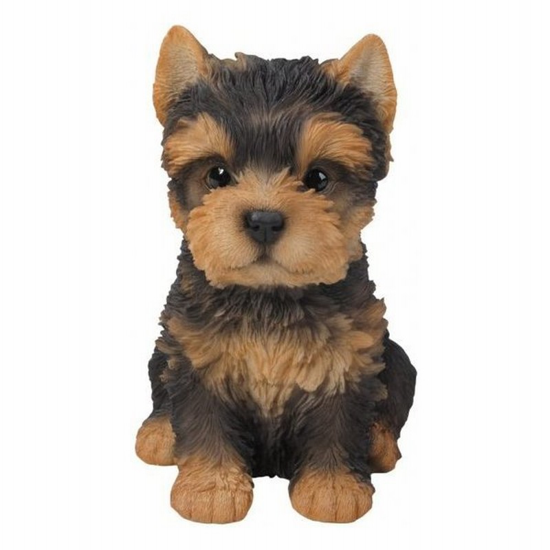 事前予約のメリット Pacific Giftware かわいい座りヨークシャーテリア 子犬 ヨークシャーテリア コレクションフィギュア 素 Siddharthindustries Co In
