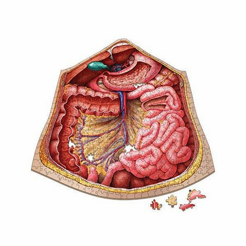 人体解剖学ジグソーパズル リヴィングストン博士のユニークな形の科学パズルは 体の臓器 胃 肝臓 腸の正確な医療イラストです 並行輸入 通販 Lineポイント最大0 5 Get Lineショッピング