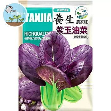 【原廠包裝】日本改良紫玉油菜種子 紫色油菜/觀賞食用兩用 快收型蔬菜 陽台盆栽 家庭菜園 沙拉火鍋 脆甜口感