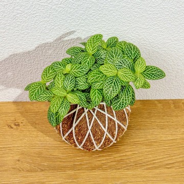 苔球植物 檸檬網紋草苔球 苔玉 禮物 送禮 桌上盆栽