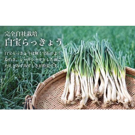 ふるさと納税 〈プレミアム〉伝承蔵〜白宝らっきょう黒酢漬け〜（90g×8P） 鹿児島県南さつま市