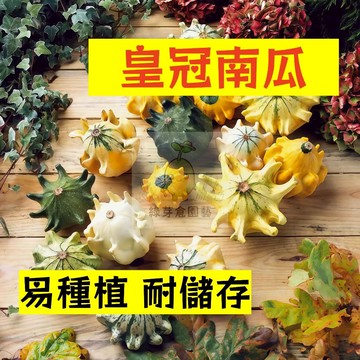 🌱早熟高產 皇冠南瓜種子NG-3  抗旱抗寒 易種植 耐儲存 金瓜  易生長  高產 抗病抗旱易種植 高產爬藤蔬菜種子