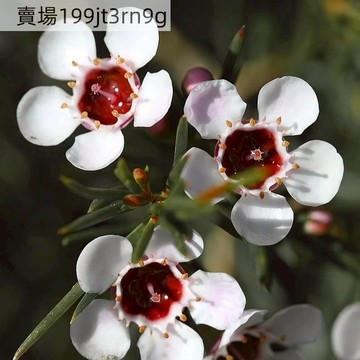 現貨 球蘭種子（250粒）蠟花種子 澳洲野花皇后 開花清甜蜂蜜香氣 旱耐貧瘠 盆栽庭院露台花卉 懶人種植花卉植物種籽