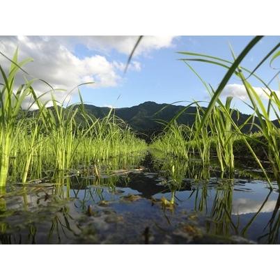 ふるさと納税 塩沢産従来コシヒカリ １合×5入 新潟県南魚沼市