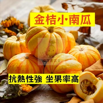 🌱早熟高產 金桔小南瓜種子NG-47  抗熱性強 坐果率高 金瓜  易生長  高產 抗病抗旱易種植 高產爬藤蔬菜種子