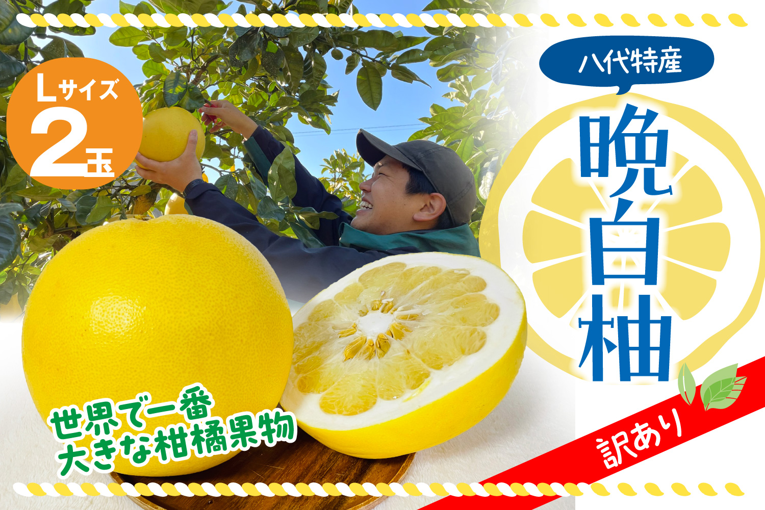 八代市産 訳あり 晩白柚2玉 柑橘 果物 フルーツ 熊本県産