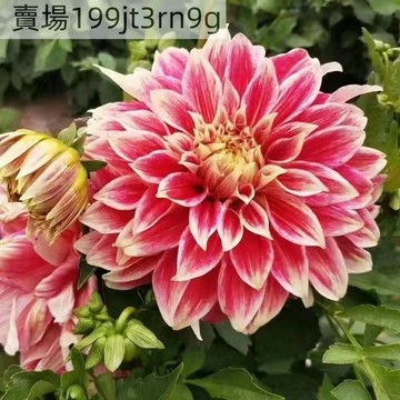 現貨🌺【重瓣大麗花種子】（150粒）32款四季種植巨型大麗花種子 庭院陽臺盆栽地栽多年生花卉 地瓜花 花期長易活四季種植
