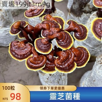 現貨🐸【靈芝菌種子】🐸（300粒） 優質名貴中藥種子 可盆栽觀賞 桌面招財植物種籽 可食用可觀賞菌種 千年木多肉植物種子