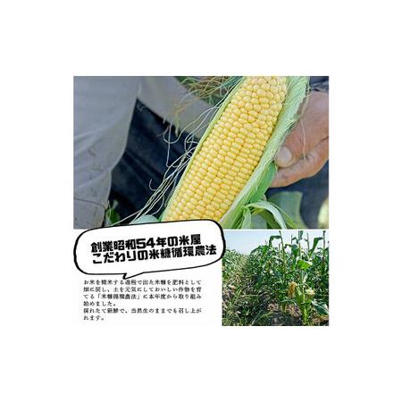 ふるさと納税 SDGs米糠堆肥で作ったベビーコーン50本 福岡県大刀洗町