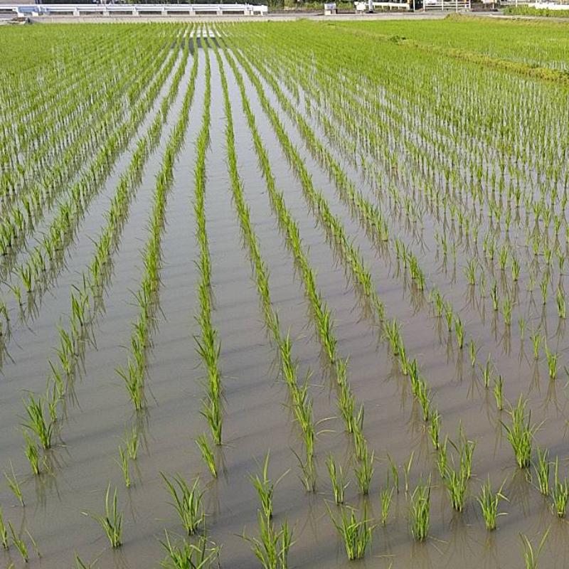 玄米 30kg 農薬不使用 化学肥料不使用 オーガニック 循環型農法 除草剤不使用 令和４年度 福岡県産 ヒノヒカリ