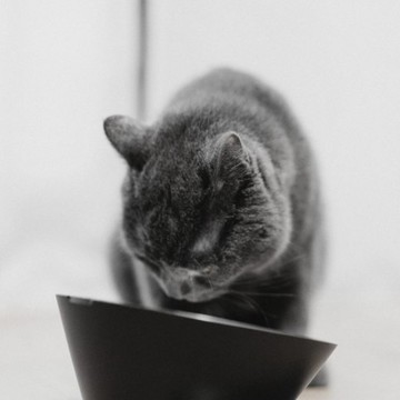 MATTTE 極簡設計 寵物不倒食碗 250ml 不鏽鋼