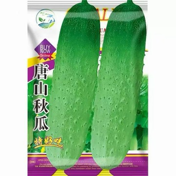 【原裝唐山秋瓜種子 】菱角絲瓜種子 豐產稜角絲瓜 家庭菜園種子 澎湖絲瓜 十稜絲瓜 春夏季種植 陽台盆栽可用