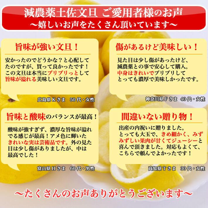 ＼1月中旬発送予約／ 文旦 土佐文旦 糖度12度  高知県産 減農薬 約3kg 贈答用 2L-L パール柑 ブンタン