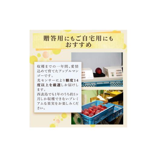 ふるさと納税 沖縄県 竹富町 2024年 先行予約 アップルマンゴー 約1.5kg プレミアムな美味しさ マンゴー 果物 フルーツ