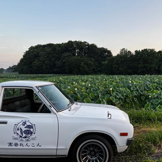 野菜 蓮根 高嵜れんこん　2キロ　農家直売　朝取り当日出荷 産地直送