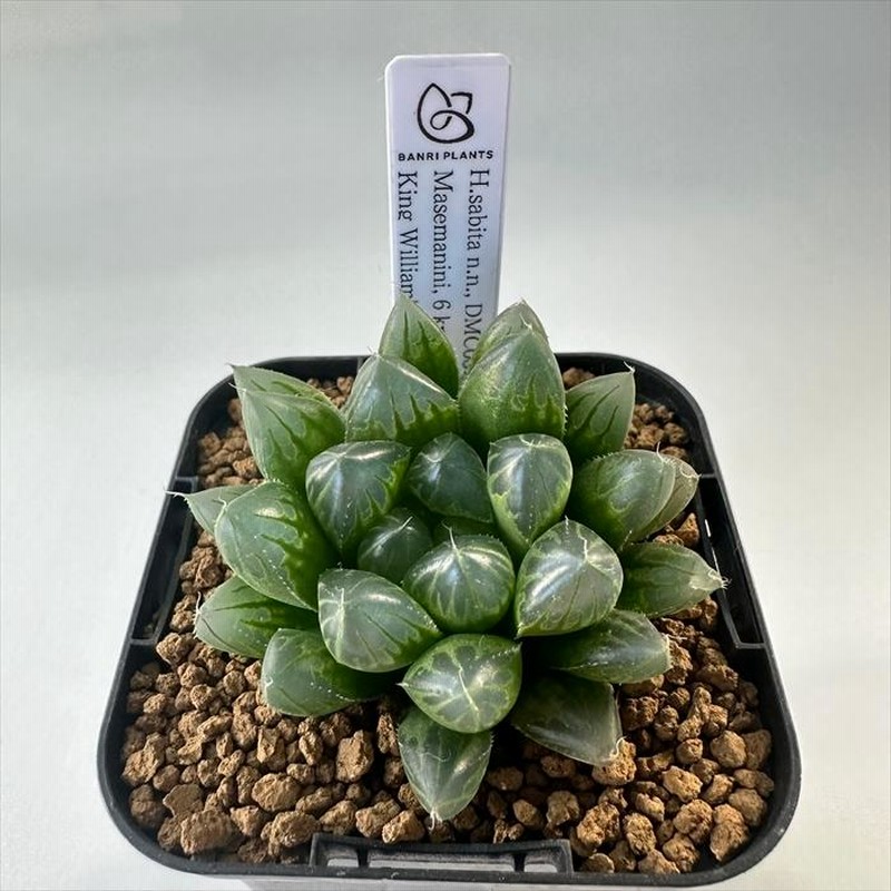 多肉植物 bphハオルチア H.sabita n.n., DMC08772 Masemanini, 6