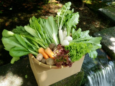 野菜　野菜詰め合わせ　旬のお野菜おまかせセット橋本自然農苑　自然栽培　野菜セット　季節の野菜