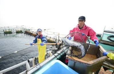 海峡サーモン船上活〆2.5kg１本(冷蔵)