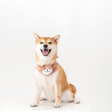 【Pawlaneta】Infinitas寵物領巾&杯套-多用途