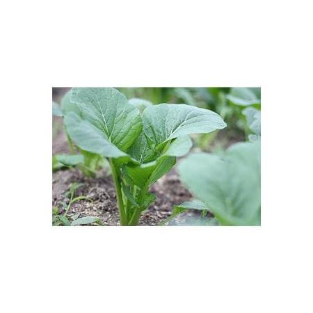 ふるさと納税 新鮮な旬の奈良野菜の詰め合わせ それぞれの季節に合わせた旬の野菜が7品以上入ります   野菜 野菜詰め合わせ 野菜セット 料理 奈良県広陵町