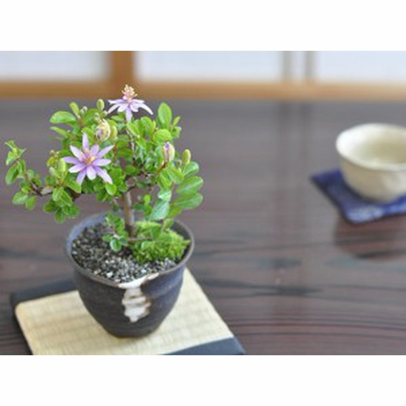 花の咲く盆栽 睡蓮木とはじめて道具セット 長く花を楽しめて育てやすい盆栽 すいれんぼく 花盆栽 通販 Lineポイント最大1 0 Get Lineショッピング