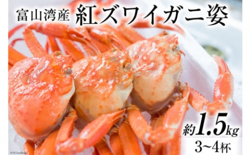 富山湾産 紅 ズワイガニ 姿 約 1.5kg（3～4杯）   寺田鮮魚店   富山県 朝日町 [34310229] かに カニ 蟹 ボイル