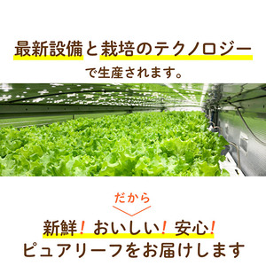 最新植物工場レタス ピュアリーフ 4個入り 栽培期間中農薬不使用 新鮮 長持ち 栄養 健康 衛生的 安全 安心 低雑菌 年内受付