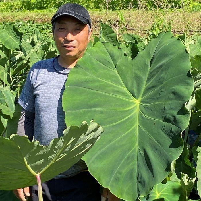 里芋３kg 有機栽培 農家直送 産地直送 熊本野菜