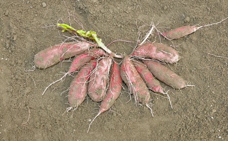 さつまいも(なると金時)松茂町産3kg　徳島 鳴門金時 芋 秋 旬 サツマイモ 正月 おせち 贈答用