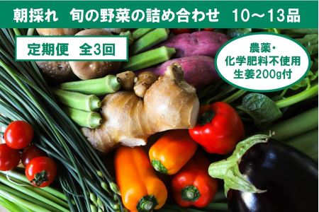 旬の野菜の詰め合わせと農薬不使用の生姜200g付き