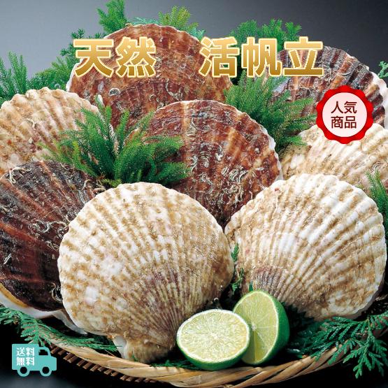 北海道産　天然　活帆立貝　大　約３.２ｋｇ　（１０〜１３枚入）　標津・野付産　送料無料！！