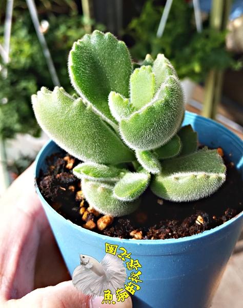 綠熊童子多肉熊掌綠熊爪 3寸盆活體多肉植物仙人掌多肉盆栽送禮小品盆栽半日照需通風